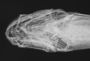 Owstonia totomiensis FMNH 55424 Holotype x-ray head dorsal